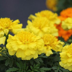 Marigolds